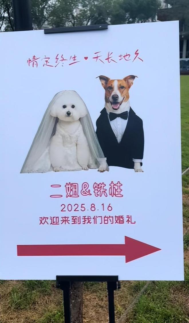 豪车法拉利接亲外国小伙乐坏了开元棋牌富婆给狗办婚礼送豪宅(图13)